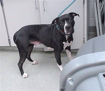 Rescue Boxer and Mixed Breed Dogs for Adoption in Omaha, Nebraska - PRINCESS | PetCurious