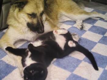 CLEO -  German Shepherd Dog and Great Pyrenees Dog for Adoption in Ocala, Florida - CLEO | PetCurious