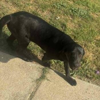 Black Labrador Retriever Dogs Available for Adoption in Wake Forest, North Carolina - Jet Ski | PetCurious