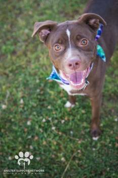 Pit Bull Terrier Dogs Available for Adoption in Claremore, Oklahoma - ARLO | PetCurious