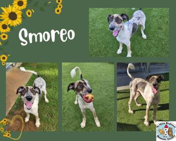 Smoreo -  Terrier Dog for Adoption in Athens, Tennessee - Smoreo | PetCurious
