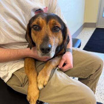 Hound and Shepherd Dogs Available for Adoption - Opal | PetCurious