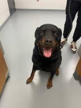 ROSIE -  Rottweiler Dog for Adoption in St. Cloud, Florida - ROSIE | PetCurious
