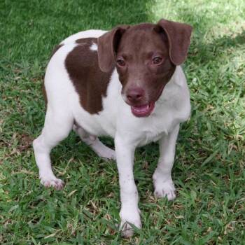 Baby Hudson -  Mixed Breed Dog for Adoption in Miami, Florida - Baby Hudson | PetCurious