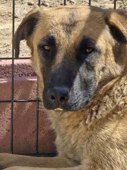 German Shepherd Dog and Belgian Shepherd Malinois Dogs Available for Adoption in Imlay City, Michigan - Lilya - Located In NV | PetCurious