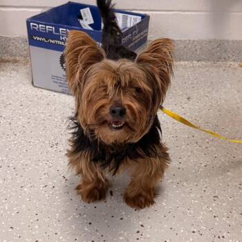 Risha -  Yorkshire Terrier Dog for Adoption in Indianapolis, Indiana - Risha | PetCurious