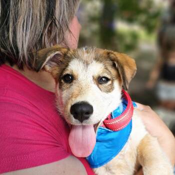 Sal -  Anatolian Shepherd and Australian Cattle Dog Blue Heeler Dog for Adoption in Pflugerville, Texas - Sal | PetCurious