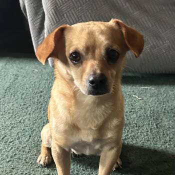 Eddie -  Chihuahua Dog for Adoption in Montgomery, Texas - Eddie | PetCurious