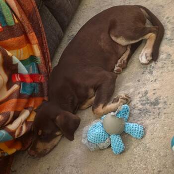 Lake -  Chihuahua and Mixed Breed Dog for Adoption in Rockville, Maryland - Lake | PetCurious