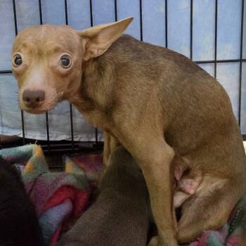 Momma Taco -  Chihuahua Dog for Adoption in Jefferson City, Tennessee - Momma Taco | PetCurious