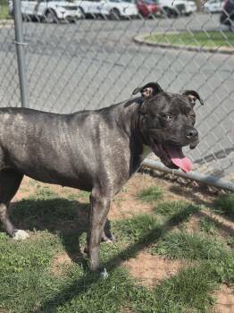 Ivy -  Pit Bull Terrier Dog Available for Adoption in Franklin Township, New Jersey - Ivy | PetCurious