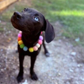 Rescue Mixed Breed Dogs for Adoption in Pass Christian, Mississippi - Una | PetCurious