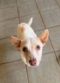 April -  Chihuahua Dog for Adoption in Beavercreek, Oregon - April | PetCurious