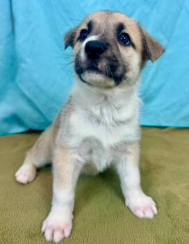 Buzzard -  Husky and Shepherd Dog for Adoption in Phoenix, Arizona - Buzzard | PetCurious