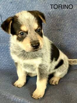 Labrador Retriever and Mixed Breed Dogs Available for Adoption - Torino | PetCurious