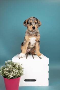 Corgi Dogs Available for Adoption in Brighton, Colorado - 453-26 | PetCurious