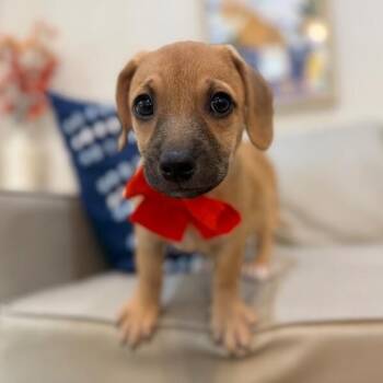 Delilah Darlingdew Ridgemont -  Chihuahua and Pug Dog for Adoption in Friendswood, Texas - Delilah Darlingdew Ridgemont | PetCurious