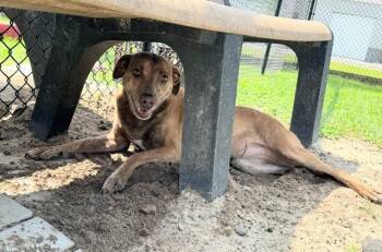 TABU -  Chocolate Labrador Retriever Dog for Adoption in Lynn Haven, Florida - TABU | PetCurious