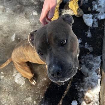 Opie -  Pit Bull Terrier and Cane Corso Dog for Adoption in Newark, New Jersey - Opie | PetCurious