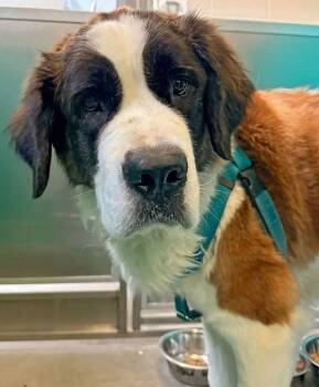 Athena -  Saint Bernard and Border Collie Dog for Adoption in Larkspur, Colorado - Athena | PetCurious