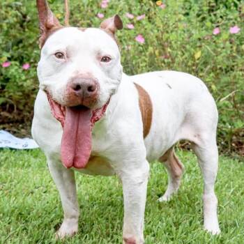 Drax -  American Bulldog and Pit Bull Terrier Dog for Adoption in Houston, Texas - Drax | PetCurious