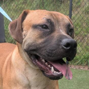 Hoss -  Mixed Breed Dog for Adoption in Asheville, North Carolina - Hoss | PetCurious