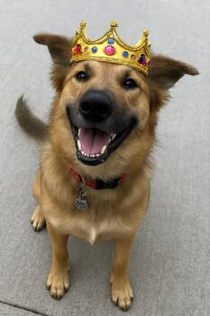 Rescue Husky Dogs for Adoption in Niagara Falls, Ontario - Little Prince (20250507-08) | PetCurious