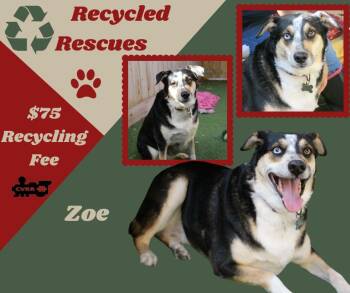 Zoe (Recycle) -  Husky Dog for Adoption in Lindsay, California - Zoe (Recycle) | PetCurious