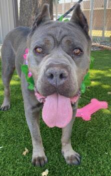 Victoria -  Cane Corso Dog for Adoption in Colusa, California - Victoria | PetCurious