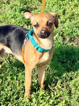 Chihuahua and Mixed Breed Dogs Available for Adoption in Cape Coral, Florida - Leo | PetCurious