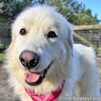 Bianca in GA - Sweet, Happy & Eager-to-please -  Great Pyrenees Dog for Adoption in Beacon, New York - Bianca In GA - Sweet, Happy & Eager-to-please | PetCurious