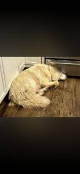 Great Pyrenees Dogs Available for Adoption in Quinlan, Texas - Katniss HTX | PetCurious