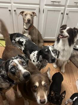 Labrador Retriever and American Bully Dogs Available for Adoption - Rip | PetCurious