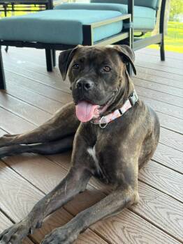 Paloma -  Cane Corso and Boxer Dog for Adoption in Houston, Texas - Paloma | PetCurious