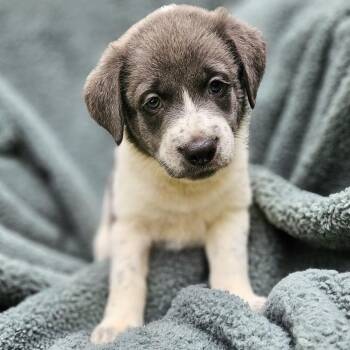 Selena Pup Mason -  Mixed Breed Dog for Adoption in Fairfax Station, Virginia - Selena Pup Mason | PetCurious