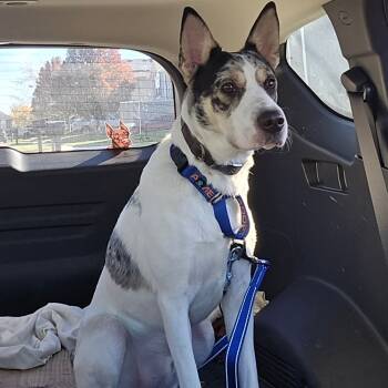 Rescue Australian Cattle Dog Blue Heeler and Mixed Breed Dogs for Adoption in Peculiar, Missouri - Loki | PetCurious