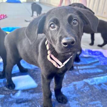 Salmon collar female -  Mixed Breed Dog for Adoption in Bismarck, North Dakota - Salmon Collar Female | PetCurious