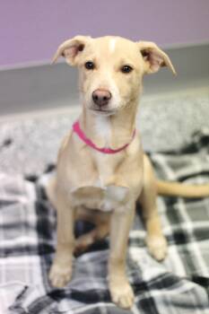 Rescue Hound Dogs for Adoption in Manchester, New Hampshire - Dasani In NH! Come Meet Our Adoptable Dogs Wednesday-Saturday. M | PetCurious