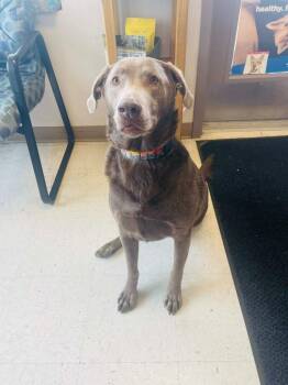 Labrador Retriever Dogs Available for Adoption - Michelle | PetCurious