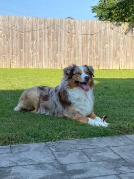 Australian Shepherd Dogs Available for Adoption in Alexandria, Virginia - Koda | PetCurious