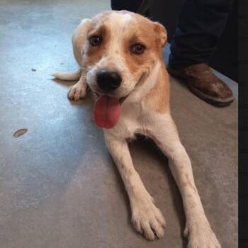 Kipper -  Canaan Dog Dog for Adoption in Austin, Texas - Kipper | PetCurious