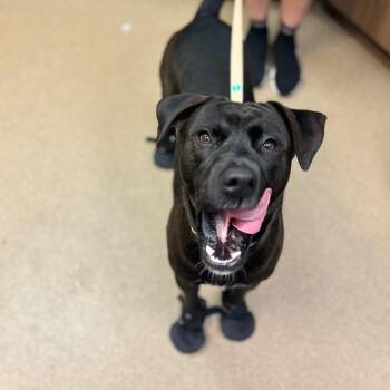 Mixed Breed Dogs Available for Adoption - Black | PetCurious