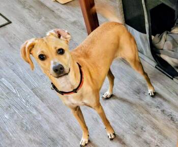 Mixed Breed Dogs Available for Adoption in Bella Vista, Arkansas - Andy | PetCurious