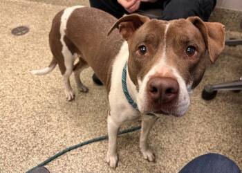 Pit Bull Terrier Dogs Available for Adoption in Colorado Springs, Colorado - OAKLEY | PetCurious