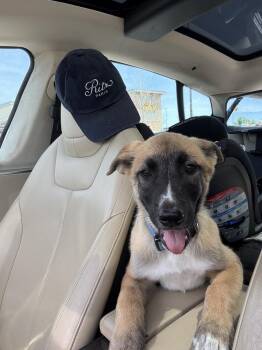 Peaches -  Great Pyrenees and Belgian Shepherd Malinois Dog for Adoption in Denver, Colorado - Peaches | PetCurious