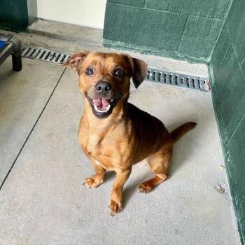 Lenny -  Dachshund and Mixed Breed Dog for Adoption in Carencro, Louisiana - Lenny | PetCurious