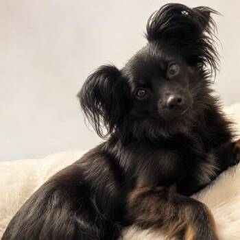 Nyla -  Chihuahua and Papillon Dog for Adoption in Tampa, Florida - Nyla | PetCurious