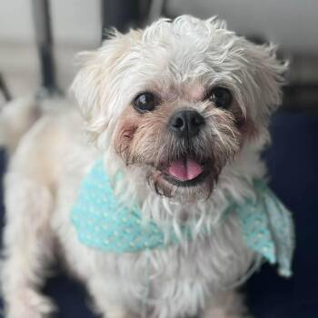 Shih Tzu and Terrier Dogs Available for Adoption in Warren, Rhode Island - Biscuit | PetCurious