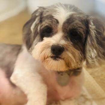 Rescue Shih Tzu Dogs for Adoption in Houston, Texas - Ellie Marie | PetCurious