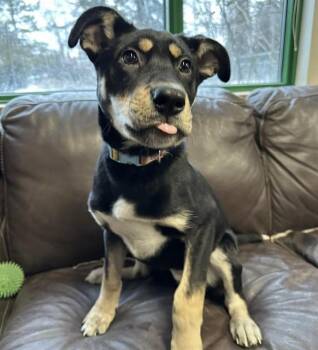 Husky and Mixed Breed Dogs Available for Adoption in Anchorage, Alaska - TULIP | PetCurious